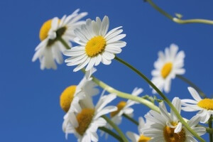 daisies-388946__340